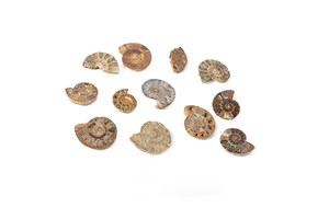 Image description is not available for 2005.1.1